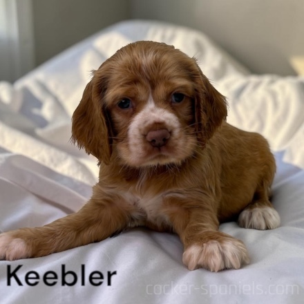 puppy, for, sale, Cocker Spaniel, Joe & Cherri  Overlease, dog, breeder, Miller, MO, dog-breeder, puppy-for-sale, forsale, nearby, find, puppyfind, locator, puppylocator, aca